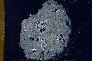 Cross Polarized, S19051