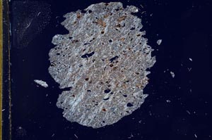 Cross Polarized, S19057