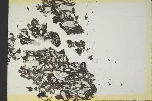 Plane Polarized, S19062