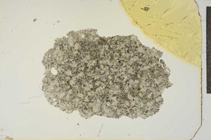 Plane Polarized, S19083