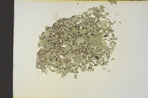 Plane Polarized, S19115