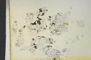 Plane Polarized, S19117