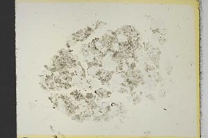 Plane Polarized, S19118