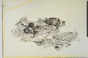 Plane Polarized, S19142