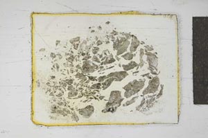 Plane Polarized, S19143