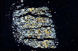 Cross Polarized, S19175