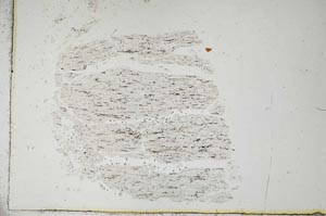 Plane Polarized, S19175