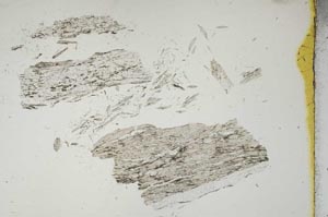 Plane Polarized, S19178