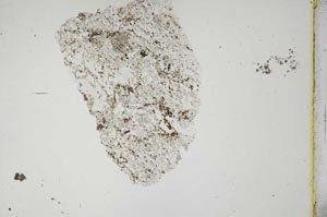 Plane Polarized, S19179