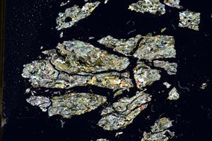 Cross Polarized, S19246