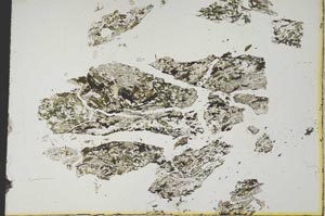 Plane Polarized, S19246