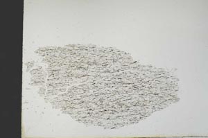 Plane Polarized, S19251/a