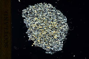 Cross Polarized, S19251/b