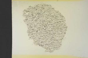 Plane Polarized, S19251/b