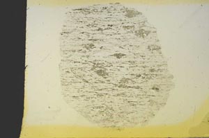 Plane Polarized, S19253