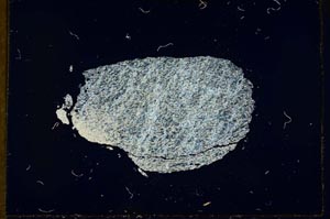 Cross Polarized, S19282