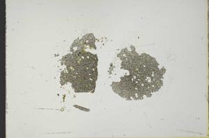 Plane Polarized, S19390