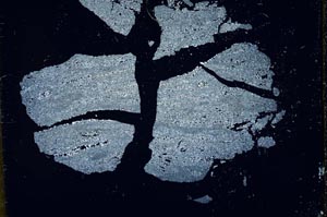 Cross Polarized, S19464