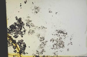 Plane Polarized, S19486