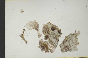 Plane Polarized, S19499