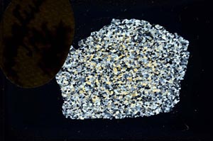 Cross Polarized, S19545