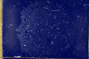 Cross Polarized, S19587