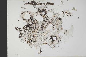 Plane Polarized, S19594