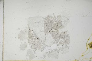 Plane Polarized, S19597