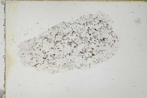 Plane Polarized, S19636