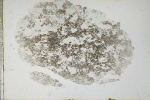 Plane Polarized, S19637