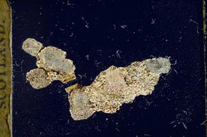 Cross Polarized, S19662