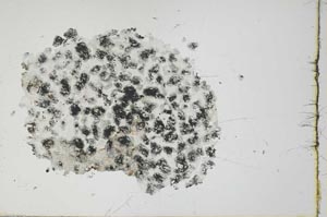 Plane Polarized, S19675