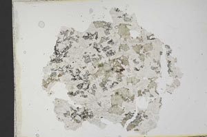 Plane Polarized, S19702