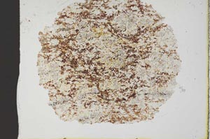 Plane Polarized, S19710