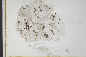 Plane Polarized, S19719