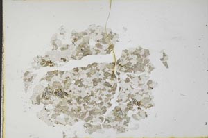 Plane Polarized, S19725