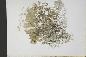 Plane Polarized, S19813