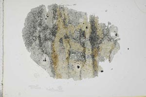 Plane Polarized, S19893