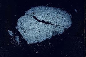 Cross Polarized, S19919