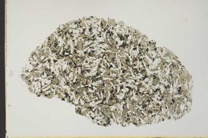 Plane Polarized, S19926
