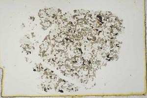 Plane Polarized, S19950