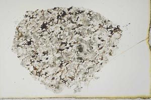 Plane Polarized, S19968