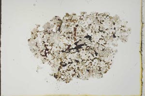 Plane Polarized, S19971