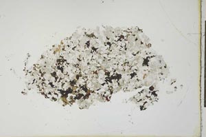 Plane Polarized, S19975