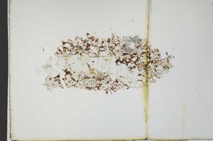 Plane Polarized, S19984