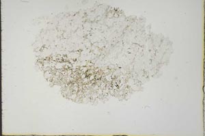 Plane Polarized, S19988