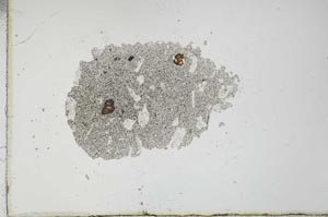 Plane Polarized, S20197