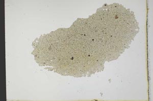 Plane Polarized, S20204