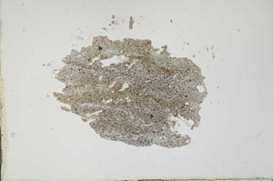 Plane Polarized, S20206