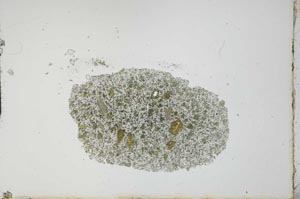 Plane Polarized, S20263